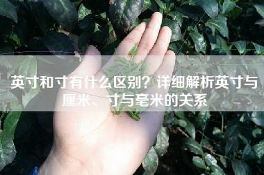 英寸和寸有什么区别？详细解析英寸与厘米、寸与毫米的关系