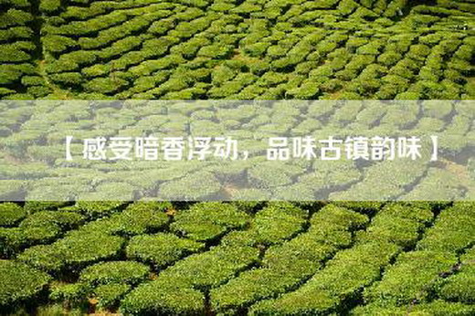 【感受暗香浮动，品味古镇韵味】