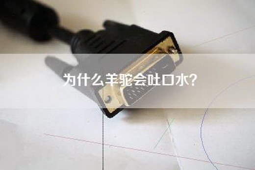 为什么羊驼会吐口水？