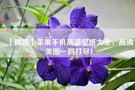 【精选】苹果手机高清壁纸大全，高清美图一网打尽！