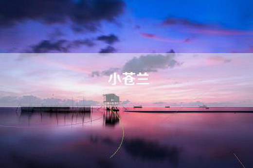 小苍兰