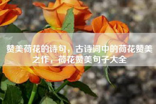 赞美荷花的诗句，古诗词中的荷花赞美之作，荷花赞美句子大全