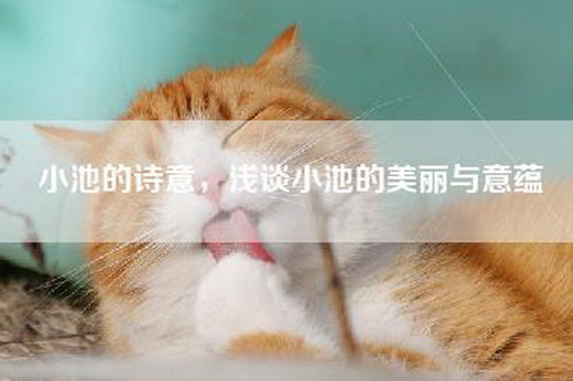 小池的诗意，浅谈小池的美丽与意蕴