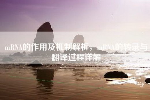 mRNA的作用及机制解析，mRNA的转录与翻译过程详解
