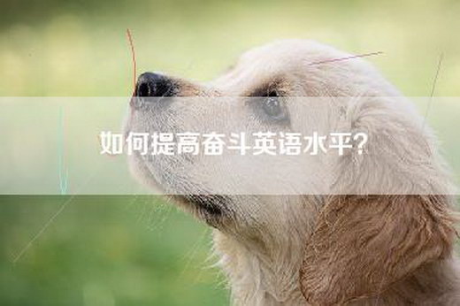 如何提高奋斗英语水平？