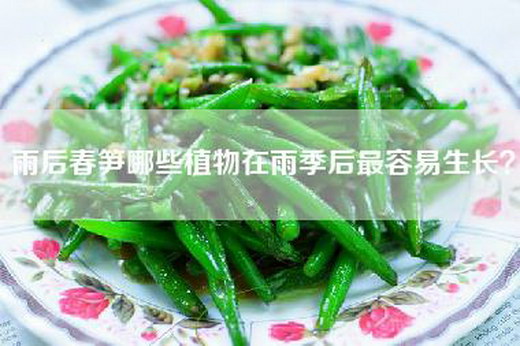 雨后春笋哪些植物在雨季后最容易生长？