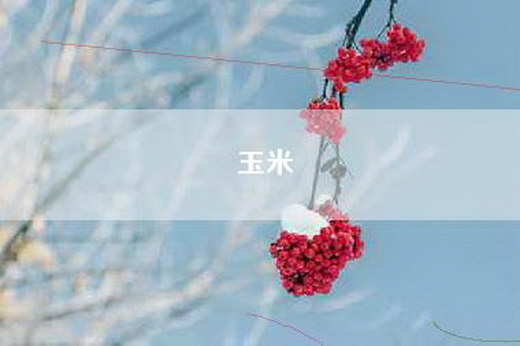 玉米
