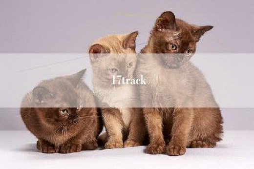17track