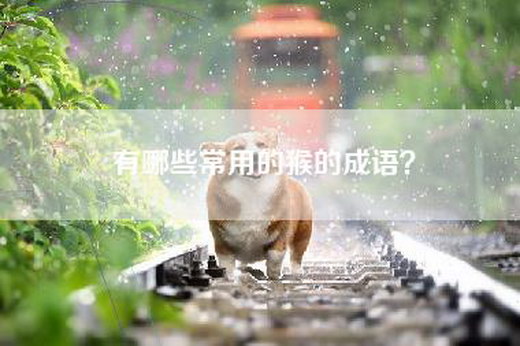 有哪些常用的猴的成语？