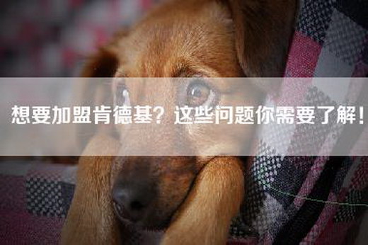 想要加盟肯德基？这些问题你需要了解！