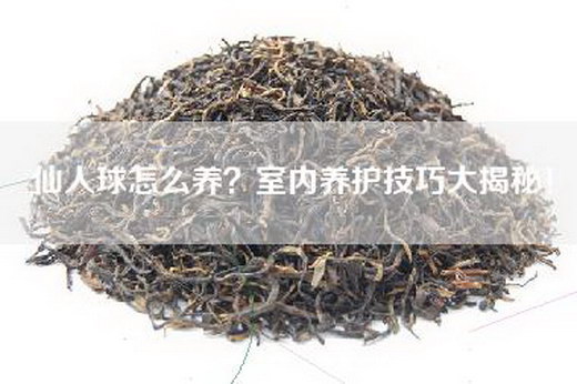 仙人球怎么养？室内养护技巧大揭秘！