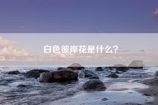白色彼岸花是什么？