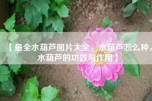【最全水葫芦图片大全，水葫芦怎么种，水葫芦的功效与作用】