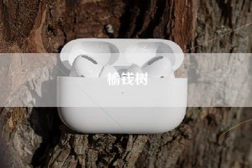 榆钱树