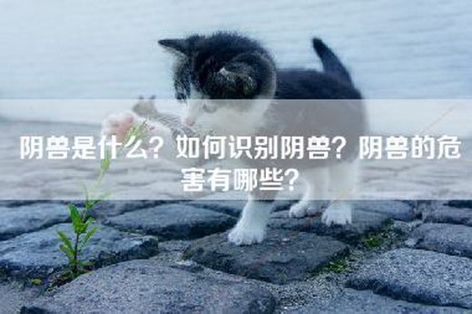 阴兽是什么？如何识别阴兽？阴兽的危害有哪些？