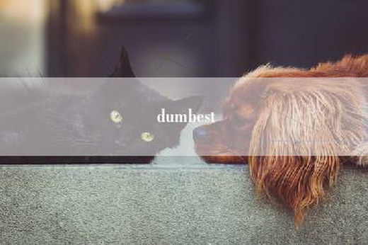 dumbest