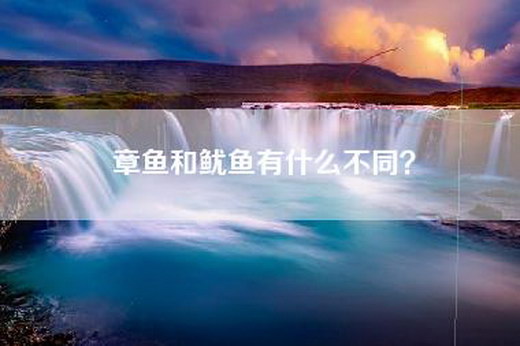 章鱼和鱿鱼有什么不同？