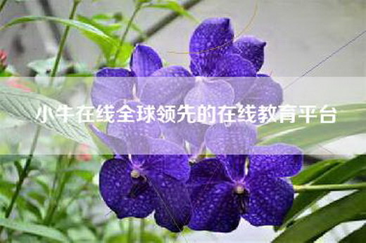 小牛在线全球领先的在线教育平台
