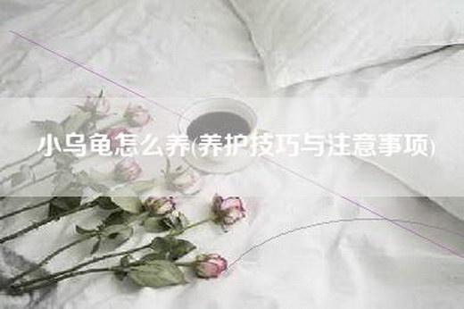 小乌龟怎么养(养护技巧与注意事项)