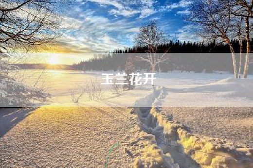 玉兰花开