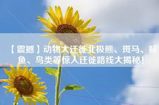 【震撼】动物大迁徙北极熊、斑马、鲸鱼、鸟类等惊人迁徙路线大揭秘！