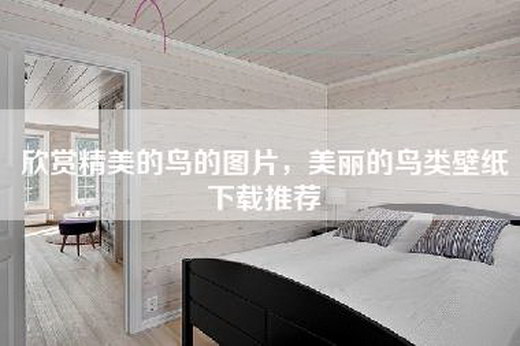 欣赏精美的鸟的图片，美丽的鸟类壁纸下载推荐