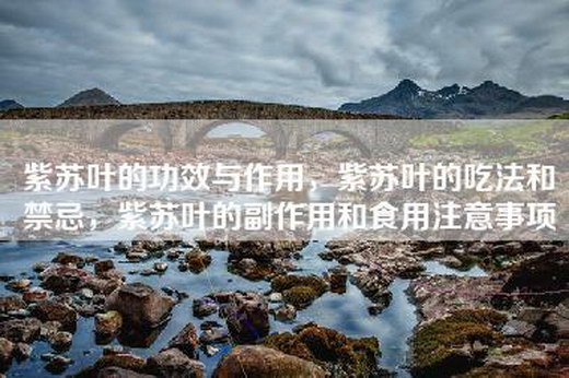 紫苏叶的功效与作用，紫苏叶的吃法和禁忌，紫苏叶的副作用和食用注意事项