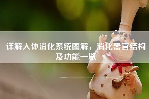 详解人体消化系统图解，消化器官结构及功能一览