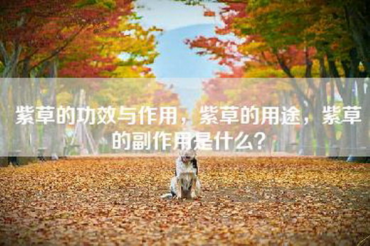 紫草的功效与作用，紫草的用途，紫草的副作用是什么？