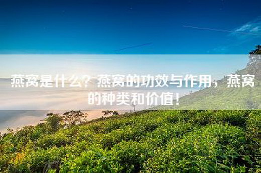 燕窝是什么？燕窝的功效与作用，燕窝的种类和价值！