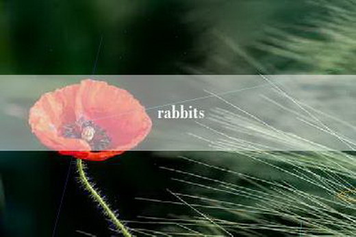 rabbits