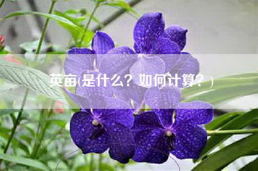 英亩(是什么？如何计算？)