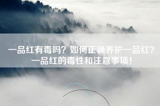 一品红有毒吗？如何正确养护一品红？一品红的毒性和注意事项！