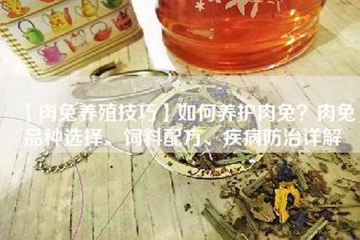 【肉兔养殖技巧】如何养护肉兔？肉兔品种选择、饲料配方、疾病防治详解