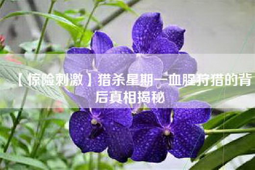 【惊险刺激】猎杀星期一血腥=的背后真相揭秘