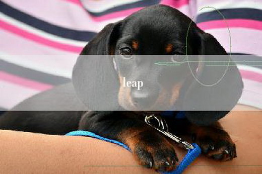 leap