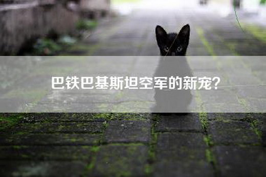 巴铁巴基斯坦空军的新宠？