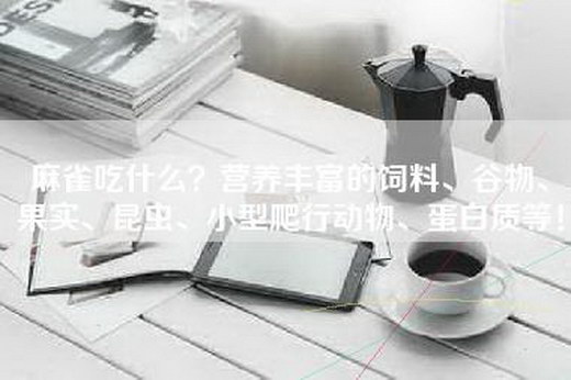 麻雀吃什么？营养丰富的饲料、谷物、果实、昆虫、小型爬行动物、蛋白质等！