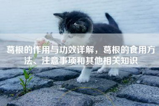 葛根的作用与功效详解，葛根的食用方法、注意事项和其他相关知识