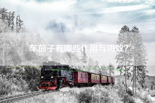 车前子有哪些作用与功效？