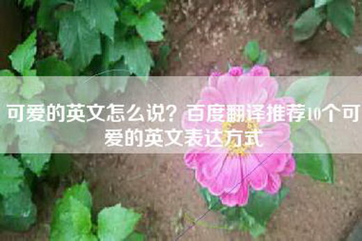可爱的英文怎么说？百度翻译推荐10个可爱的英文表达方式