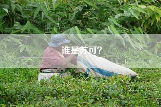 谁是苏可？
