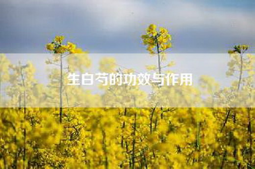 生白芍的功效与作用