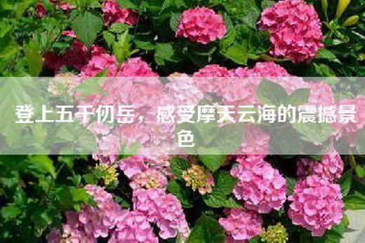 登上五千仞岳，感受摩天云海的震撼景色
