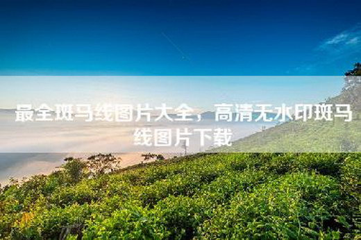 最全斑马线图片大全，高清无水印斑马线图片下载