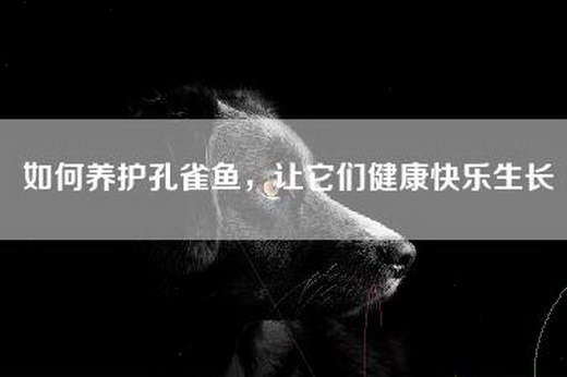 如何养护孔雀鱼，让它们健康快乐生长