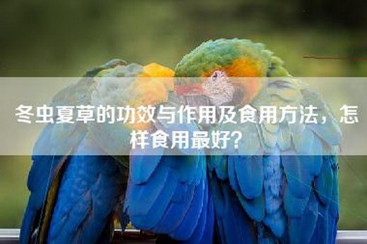 冬虫夏草的功效与作用及食用方法，怎样食用最好？