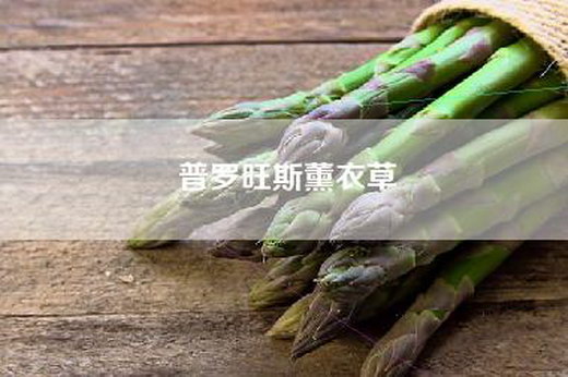 普罗旺斯薰衣草