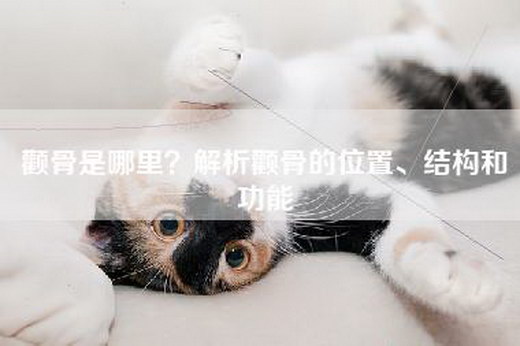 颧骨是哪里？解析颧骨的位置、结构和功能