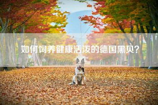 如何饲养健康活泼的德国黑贝？